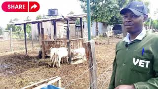 13 Year success of Dairy amp Sheep Farming in Kenya Quick Tour [upl. by Richard]