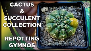 Repotting Gymnocalycium  Cactus amp Succulent Collection [upl. by Flight]