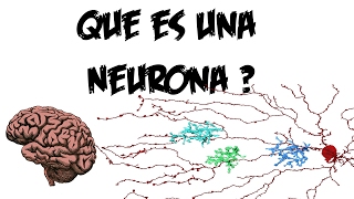 QUE ES UNA NEURONA [upl. by Yirinec]