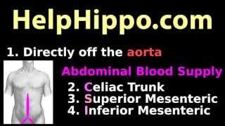 Abdominal aorta Dirty mnemonic for abdomen arteries and blood supply celiac mesentaric [upl. by Needan572]