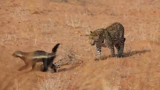 Brave honey badger survives leopard attack [upl. by Burget]