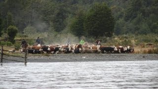 Arreo de vacunos en Agroturismo Estancia Mercedes [upl. by Wilkie]