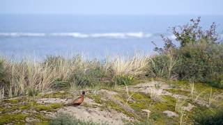 Vogels kijken in Zeeland [upl. by Dix357]