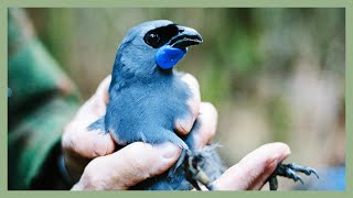 The Call of the Kōkako  Ngāti Tama Saves Native Bird Species  Tiaki Te Mauri O Parininihi Trust [upl. by Saxen]