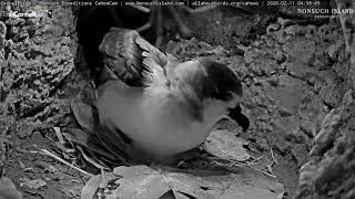 Incubating Cahow Stretches Wings Repositions Over Egg – Feb 11 2020 [upl. by Castro]