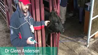 Cydectin Long Acting Injection for Cattle Application Demonstration [upl. by Netsirhk]