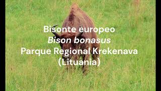 Bisonte europeo [upl. by Westleigh]