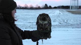 Redtailed Hawk Buteo jamaicensis Falconry Training [upl. by Verne]