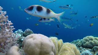 Snorkeling aux îles Wakatobi [upl. by Warder]