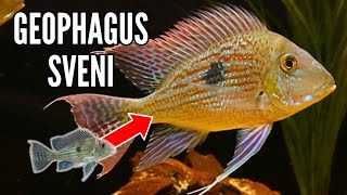 Geophagus Sveni  Growth Rate amp Evolution [upl. by Egap740]