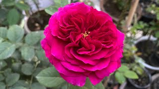 Munstead Wood Rose Review 14 March 2023 [upl. by Tevis]