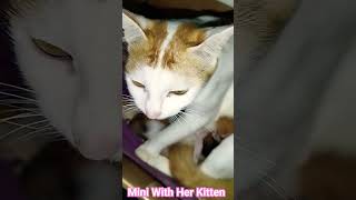 Mini with her two kittens 18th timescat everyone viralvideo2024 [upl. by Nolrak]