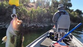 Fall feed is in full swing at Santa Margarita Lake [upl. by Kurman]