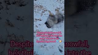 ChillyCheer keeshond doglover snow videos music pets [upl. by Jeffers]