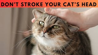 12 ScienceBacked Warning Signs You Need To Know Before Stroking Your Cat’s Head [upl. by Elnore146]