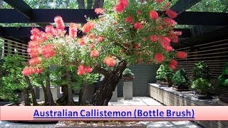 Australian Callistemon Bottle Brush [upl. by Schmitz881]