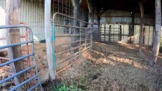 Homemade homebuilt cattle corral system [upl. by Anihsat909]