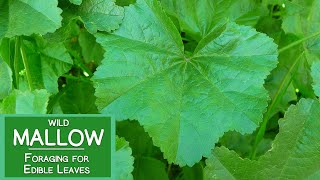 Mallow Plant Nutrition Foraging for Wild Edible Malva Leaves [upl. by Retsae]