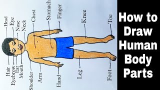 How to Draw Human Body Parts  Human Body Parts Drawing Picture with Name [upl. by Lalo]