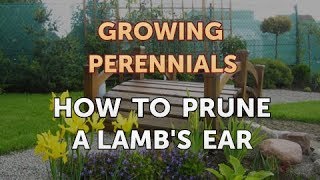 How to Prune a Lambs Ear [upl. by Finstad]