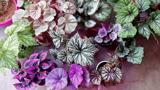 Begonia plant care Ornamental begonia care How to care begonia in summer amp winter  Gardening tips [upl. by Aelgna]