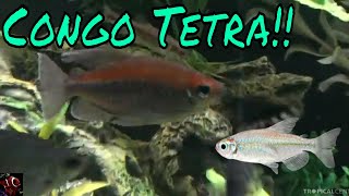 Congo Tetra Care Guide [upl. by Airamahs892]