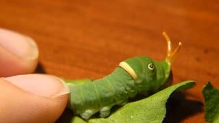 Tiger Swallowtail Caterpillar Defense [upl. by Leibman]