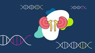 APOL1mediated kidney disease  Rare Kidney Disease  AKF [upl. by Netsryk]