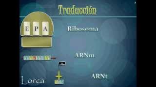 Ribosomas y el Proceso de la Traducción  Biología II SIAO 2012 [upl. by Otilrac353]