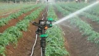 Sprinkler System in India  Jain irrigation System [upl. by Tannenbaum481]