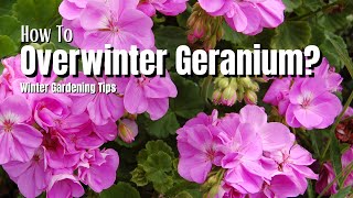 How To Overwinter Geranium Plants Winter Gardening Tips [upl. by Acimaj]