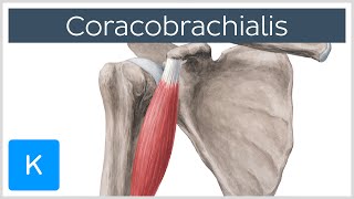 Coracobrachialis Muscle Overview  Human Anatomy  Kenhub [upl. by Anonyw239]