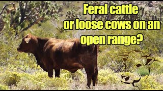 Wild cows  feral cattle in the desert of Arizona [upl. by Etyak]