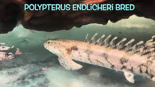 Polypterus endlicheri bred [upl. by Meras889]