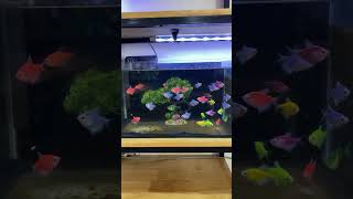 7 color fish video fishing cooking youtubeshorts farming nature naturelovers youtube [upl. by Weisman]