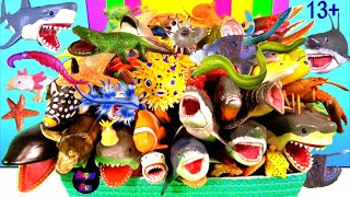 NEW Sea Animals  Sharks Whales Fish Shellfish Crustaceans Cephalopods Rays Turtles 13 [upl. by Adnohral]