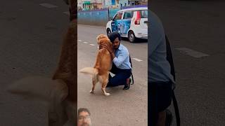 quotHeartwarming Moment Golden Retriever Eagerly Waiting for You Will Melt Your Heartquotgreenscreen [upl. by Peers]