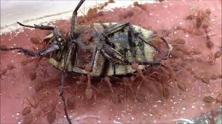 Red Ants swarming Giant Beetle [upl. by Neile]