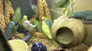 Group of Pacific Parrotlet Birds [upl. by Jacques]