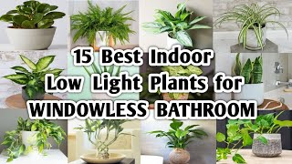 15 Indoor Plants for Windowless Bathroom  Low Light Plants for Bathroom  Plant and Planting [upl. by Yrrep915]