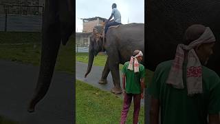 🦣 Bahubali 🦣  Elephant🐘 video  Hati mera Sathi shorts elephant funny ytshorts shortsfeed [upl. by Hsina]