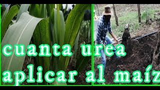 UREA  APLICACION EN EL CULTIVO DE MAIZ  ¿CUANTO FERTILIZANTE APLICAR POR HECTAREA  RANCHO REYES [upl. by Poliard]