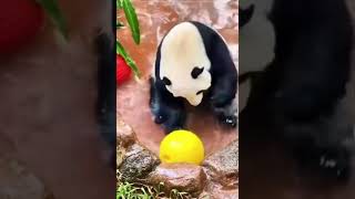 PANDA MONIUM 🐼 panda cuteanimals animals subscribe share comment like [upl. by Adnak]