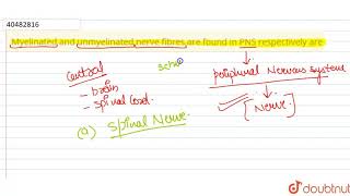 Myelinated and unmyelinated nerve fibres are found in PNS respectively are [upl. by Whitver]