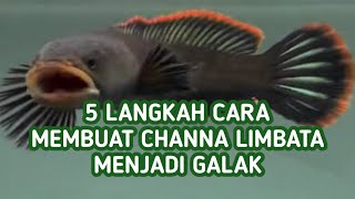 Cara Membuat Channa Limbata Galak Lakukan 5 Langkah Ini [upl. by Yleek]