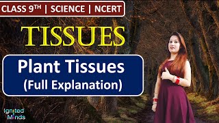 Class 9th Science Chapter 6  Plant Tissues Full Explanation  Tissues  NCERT [upl. by Pomeroy]