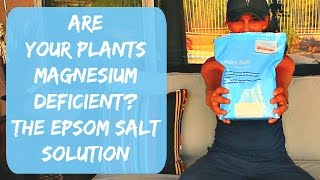 Epsom Salt for Plants  Tomatoes Peppers amp Hibiscus  Magnesium Deficienci in Plants [upl. by Atirehgram664]