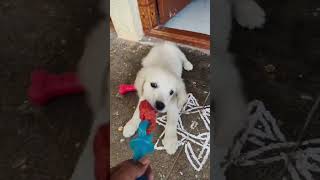 Feni playing goldenretriever cute puppies doglover [upl. by Vyky997]