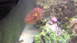 Feeding Coral Silversides [upl. by Clerc]