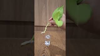 How to Propagate Neon Pohtos  Cutting Plants shorts [upl. by Mukerji]